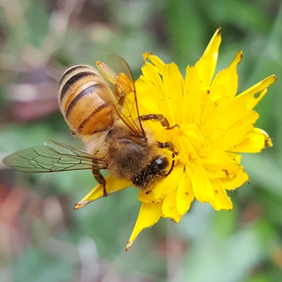 Meet your Posher🍄🐾☘️ - Picture 10 of 12